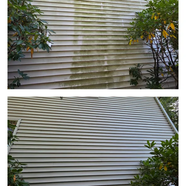 Before and after: heavy green algae washed off cream vinyl house siding behind a shrub